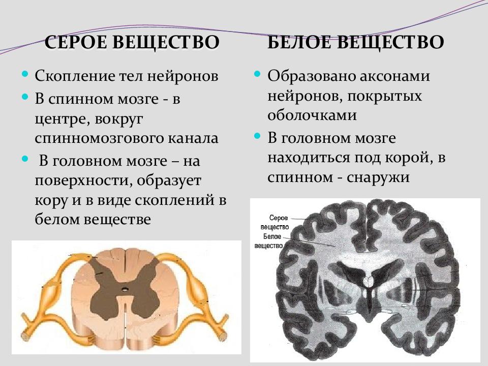 Какую функцию выполняет серое вещество мозга. Серое вещество спинного мозга. Серое вещество головного и спинного мозга. Серое и белое вещество головного мозга. Белое и серое вещество головного мозга функции.