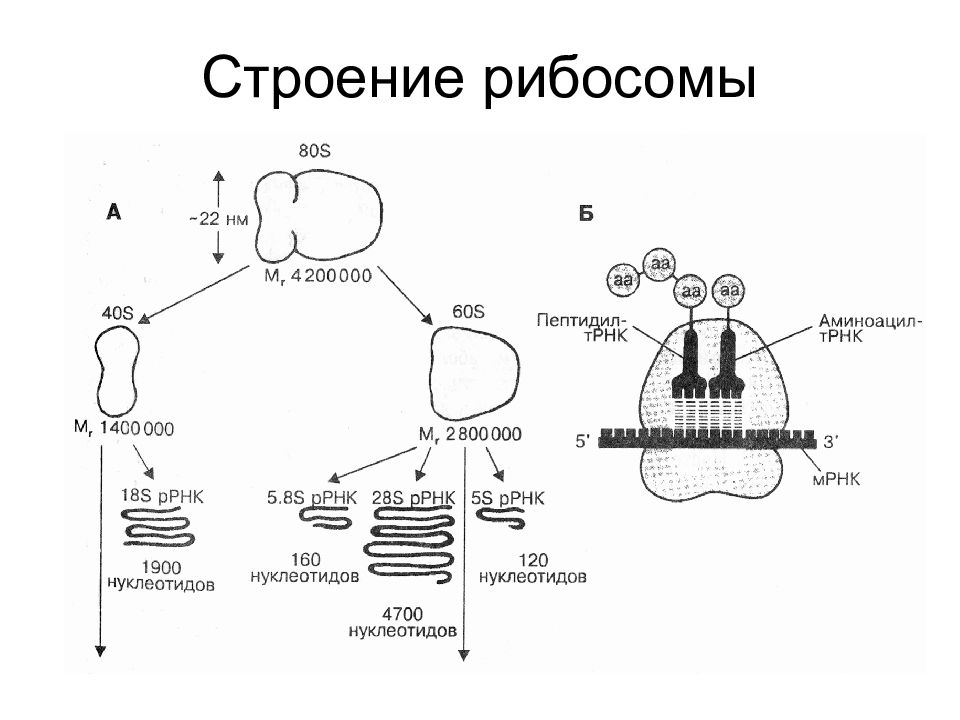 Рибосомы рисунок схематично в клетке