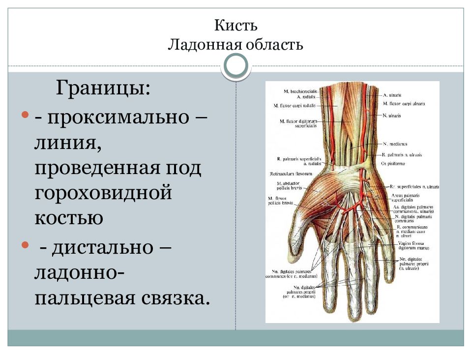 Топографическая анатомия кисти и пальцев презентация