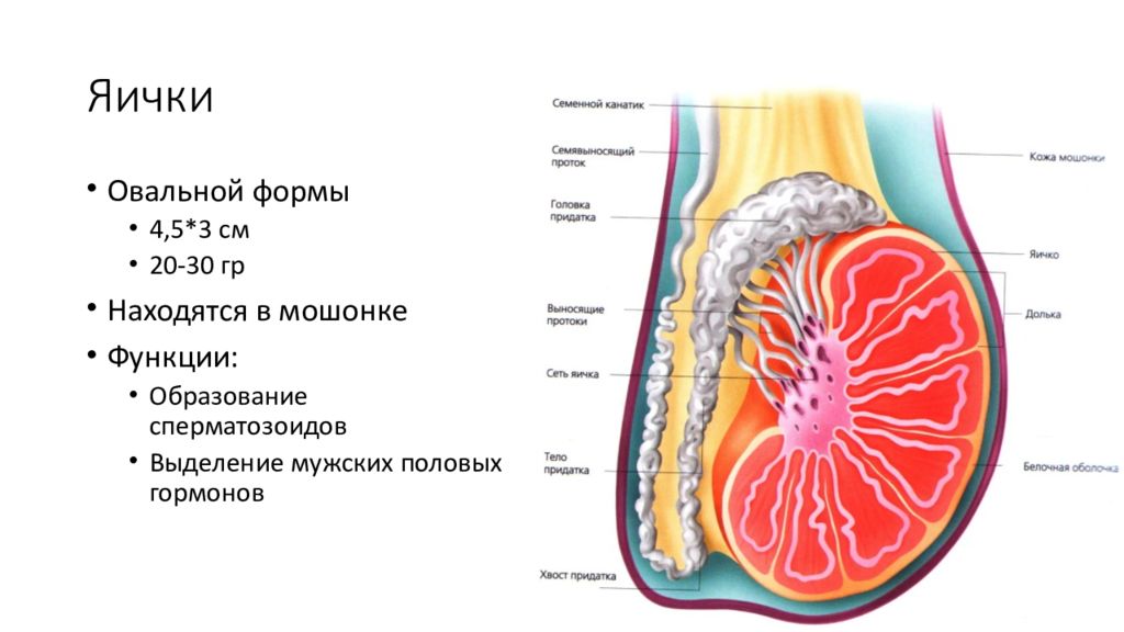 Строение яичка. Яичко анатомия. Яички строение и функции. Функции яичек у мужчин. Яички мужчин анатомия и болезни.