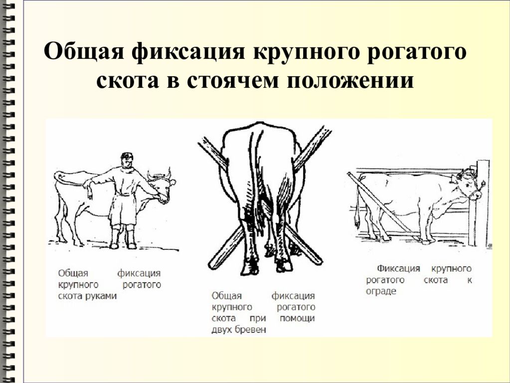 Зафиксируй положение. Методы фиксации головы КРС. Фиксация тазовой конечности у КРС. Методы фиксации КРС В стоячем положении. Методы фиксации крупного рогатого скота.