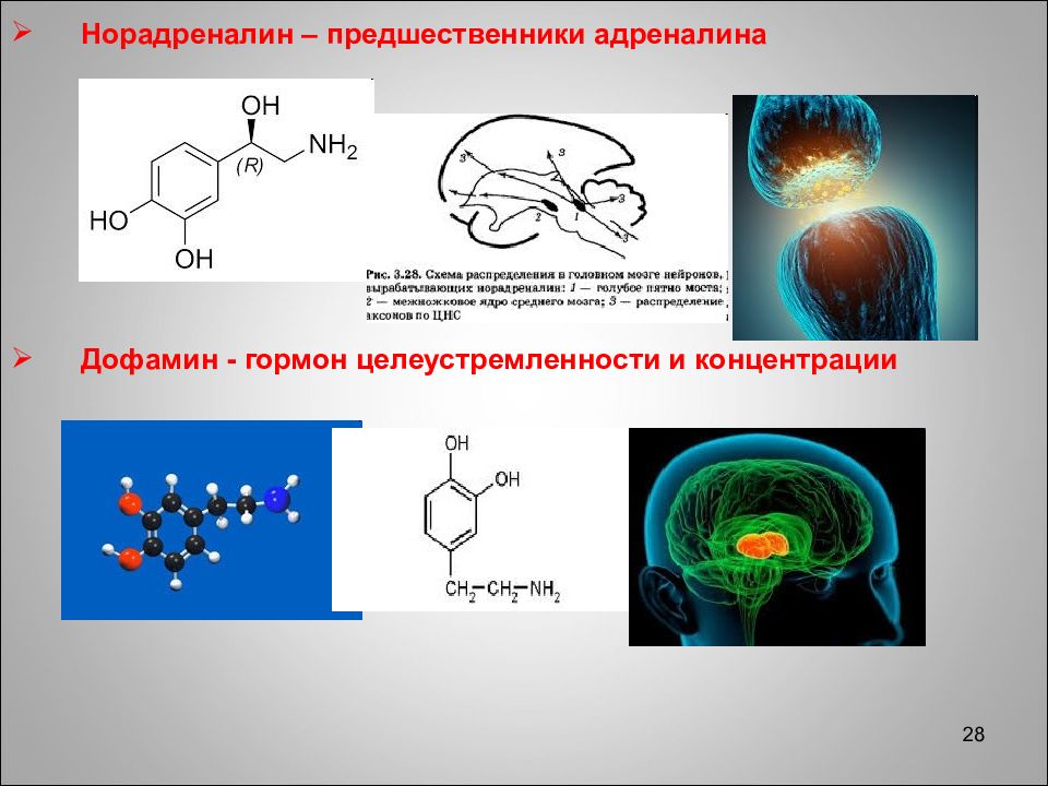 Адреналин и норадреналин отличие. Норадреналин функции гормона. Норадреналин функции. Функции норадреналина в организме. Норадреналин строение.