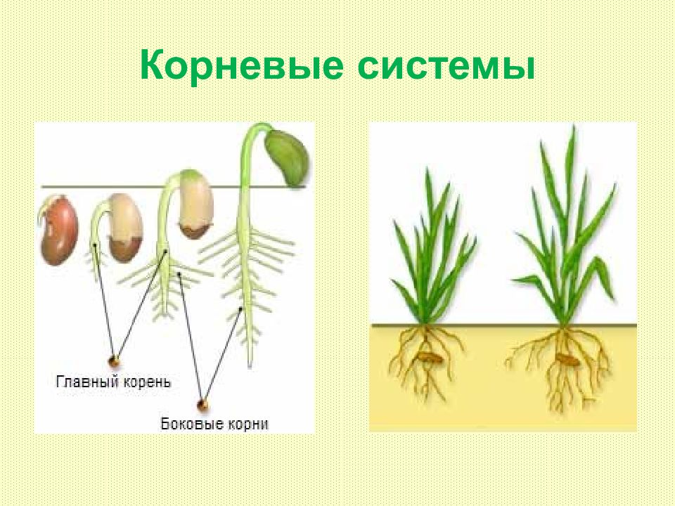 Отдел покрытосеменные растения 7 класс