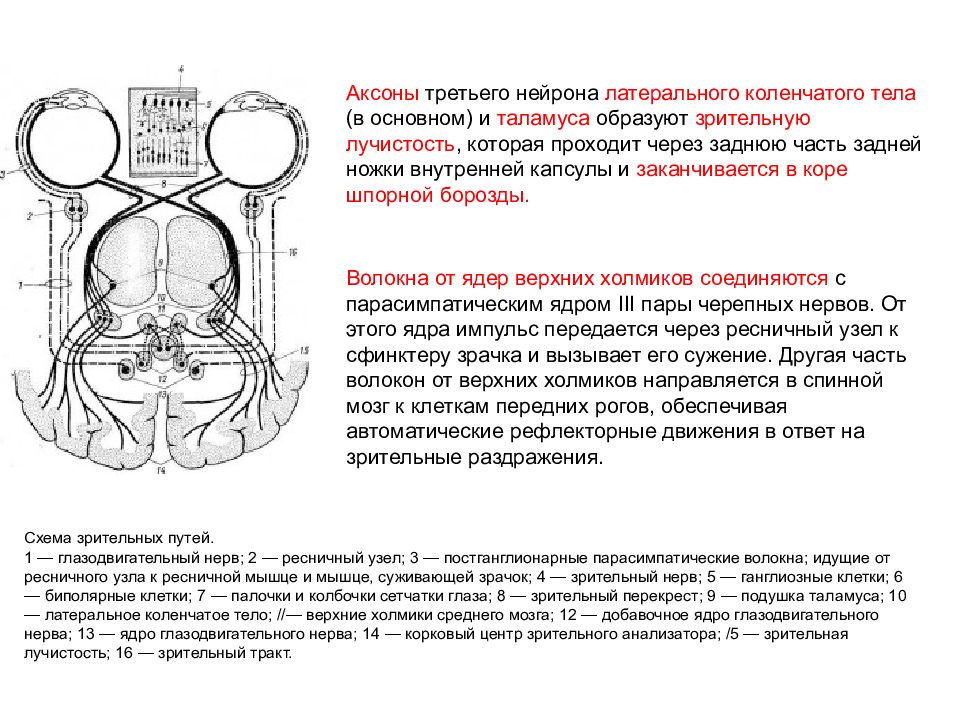 Головного мозга завершается переработка зрительной информации. Подушка таламуса зрительный анализатор. Латеральное-коленчатое тело таламуса схема. Зрительный нерв образуют аксоны. Зрительный нерв в внутренней капсуле.