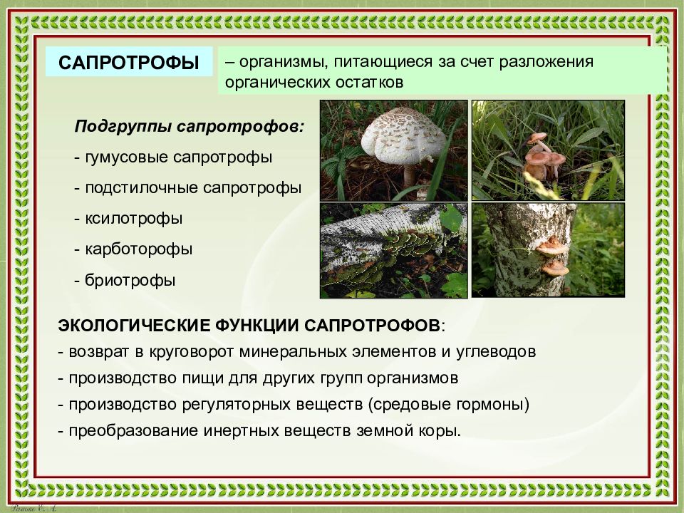 Организмы разлагающие органические. Грибы сапротрофы 5 класс биология. Организмы сапротрофы. Паразитические и сапротрофные грибы. Подстилочные сапротрофы.