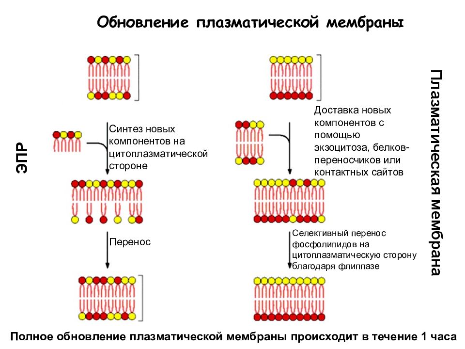 Мембрана синтез