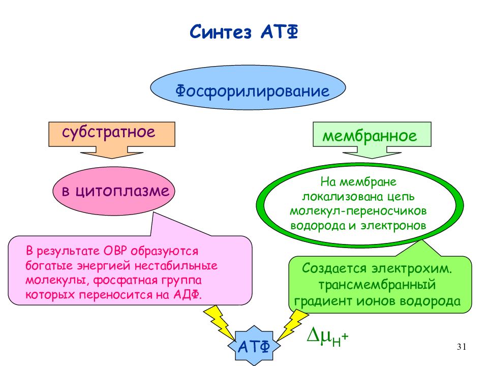 На каких этапах происходит образование атф. Синтез молекул АТФ. Синтез АТФ происходит в. Сирткрез АТФ. Процесс синтеза АТФ.