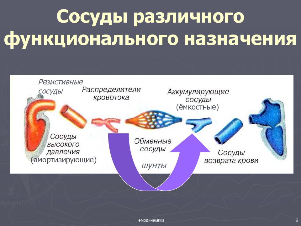 Сосуды обмена. Емкостные сосуды. Резистивные сосуды. Резистивные и емкостные сосуды. Функциональные группы сосудов.