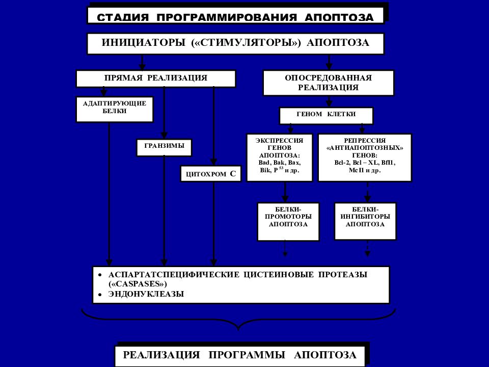 Основные механизмы повреждения клеток схема