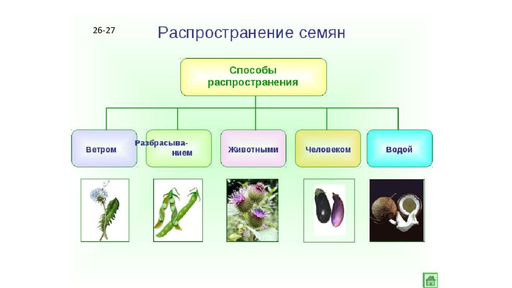 В природе 4 царства растения животные