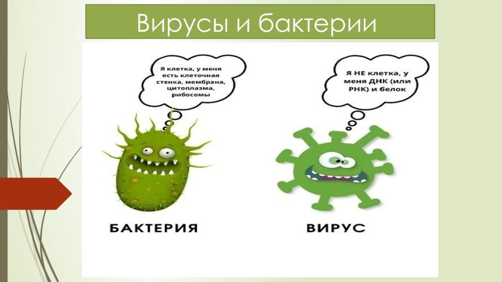 Вирусы и бактерии