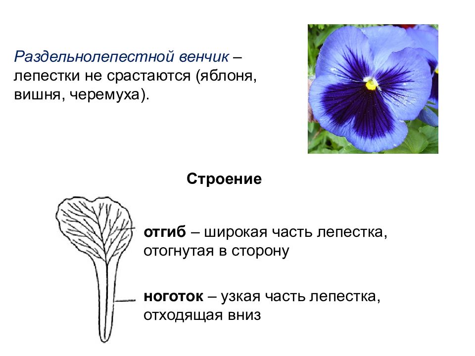 Венчик из 5 лепестков. Сросшиеся лепестки венчика. Лепестки венчика строение. Раздельнолепестный венчик. Сростнолепестный венчик.