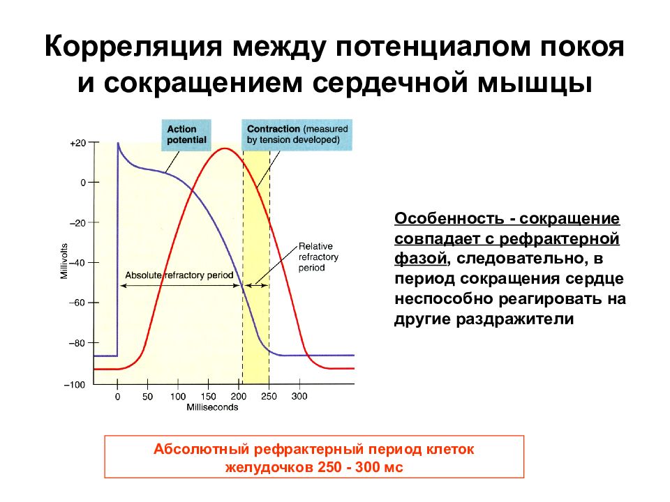 Определить частоту сокращения сердечной мышцы. Период сокращения сердечной мышцы. Физиология сердечного сокращения. Сокращение сердца физиология. Корреляция между потенциалом покоя и сокращением сердечной.