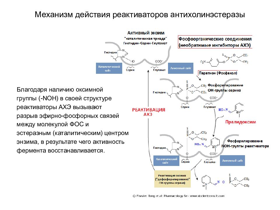 Средства влияющие на периферическую нервную систему. Механизм действия Ахэ. Ахэ препараты механизм действия. Реактиваторы ацетилхолинэстеразы механизм действия. Механизм действия реактиваторов холинэстеразы.