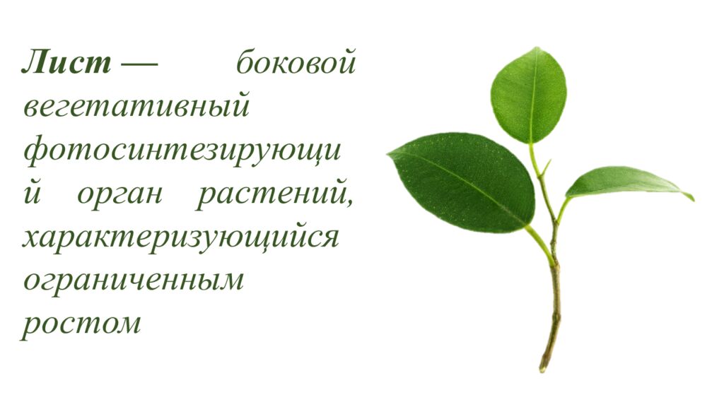 Особенности внешнего и внутреннего строения листа