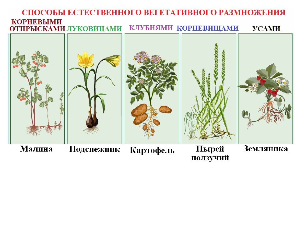 Как называется процесс жизнедеятельности растений 6 класс. Жизнедеятельность растений. Процессы жизнедеятельности растений. Жизнедеятельность растений 6 класс биология. Процессы жизнедеятельности растений 6.