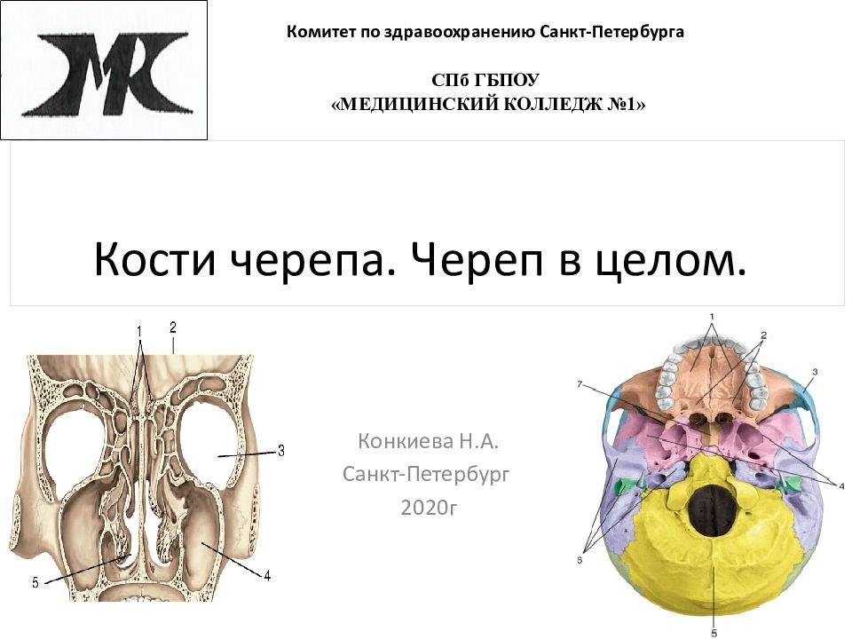 Кости черепа. Череп в целом.