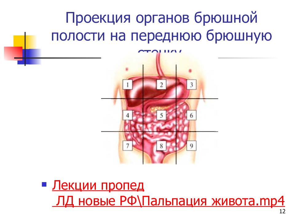 Стенки брюшной полости. Проекция органов брюшной полости. Проекция органов на переднюю брюшную стенку. Проекция желудка на переднюю брюшную стенку. Проекция органов брюшной полости на переднебоковую стенку живота.