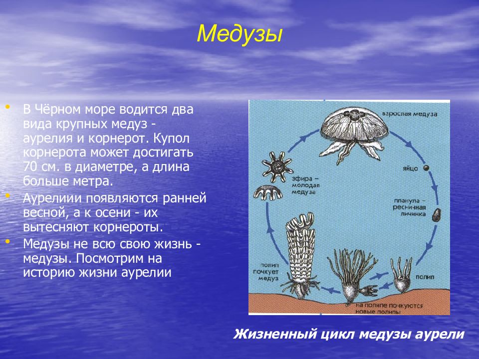 Черноморская цепь. Цепь питания с медузой. Экосистема черного моря. Корнерот жизненный цикл. Медуза корнерот жизненный цикл.