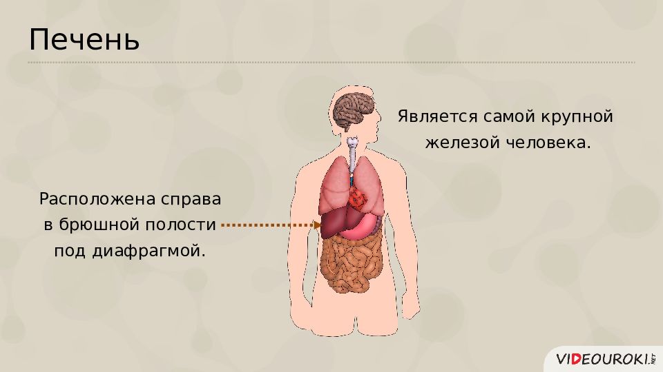 Крупные железы. Печень является железой. Является самой крупной железой. Печень железа смешанной секреции. Железы человека в брюшиной.