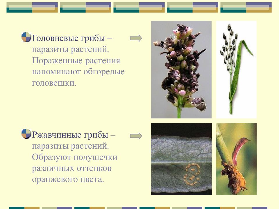 питание головни. ржавчинные и головневые грибы представители. головня паразитирует. питание головни. питание головни.