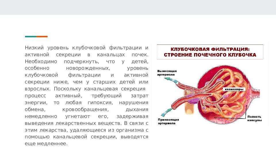 Норма клубочковой фильтрации у детей