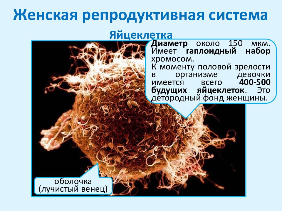 Репродуктивная система презентация по биологии