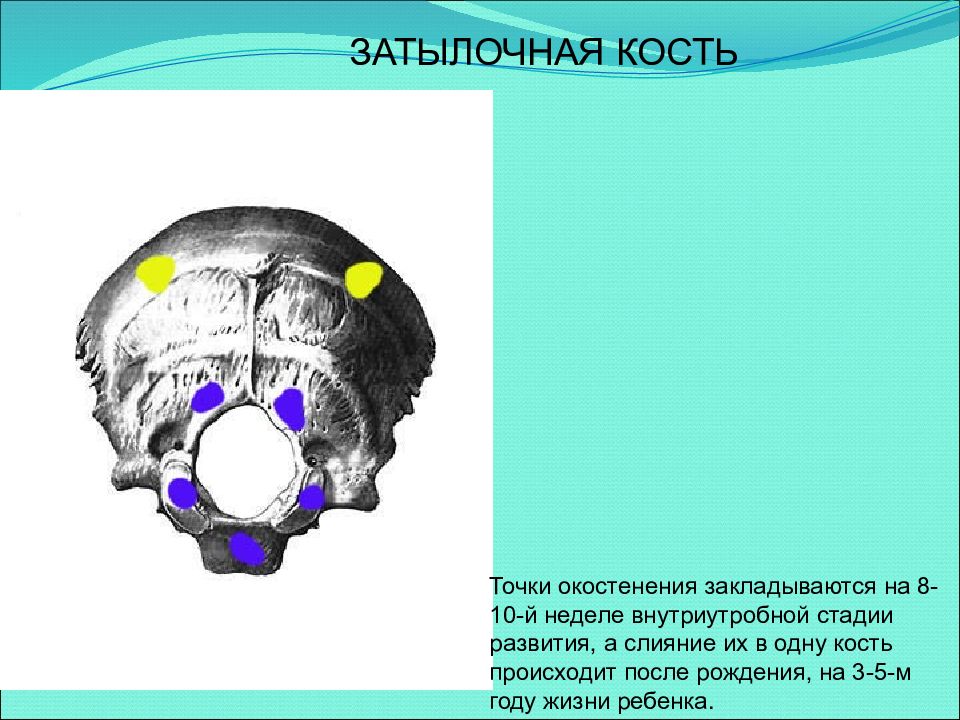 Развитие черепа. Затылочная кость окостенение. Точки окостенения костей черепа. Точки окостенения костей затылочной кости. Ядра окостенения костей черепа.