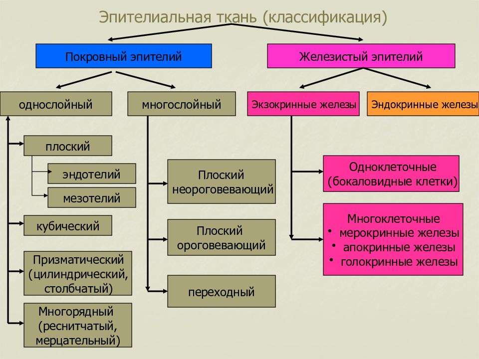 Эпителиальная Ткань Функции Таблица