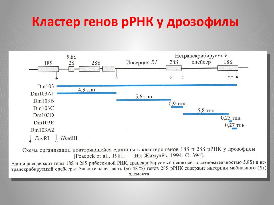 Гена находится в. Кластеры генов. Кластеры генов примеры. Кластеры генов РРНК. Кластерная организация генов.