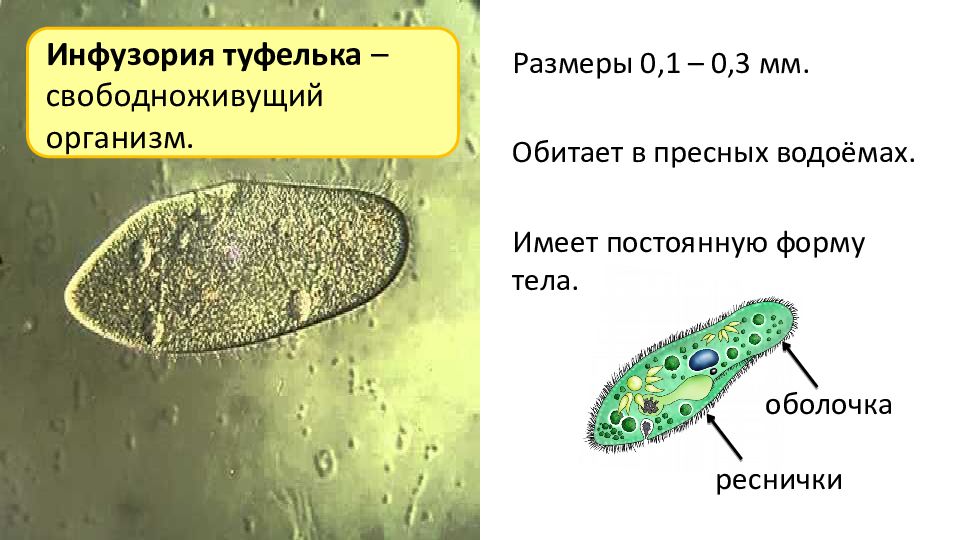 Одноклеточные организмы 5 класс. Тип инфузории общая характеристика. Вот инфузория.