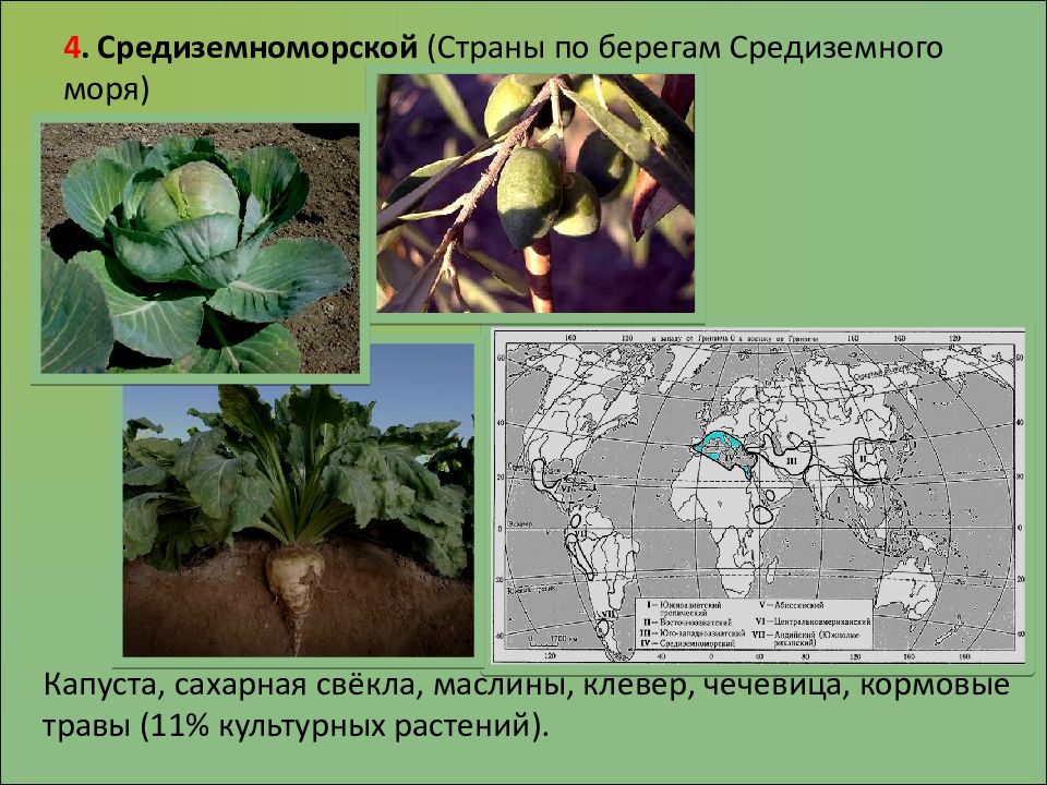 Презентация на тему разнообразие и происхождение культурных растений 6 класс