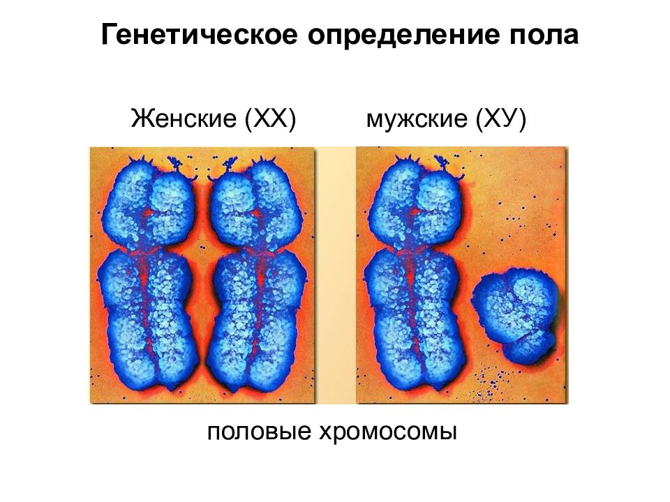 Геномные хромосомы