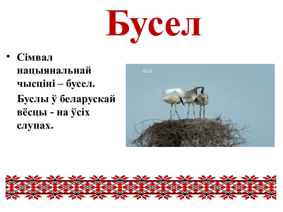 Белорусские загадки. Природные символы Беларуси для дошкольников. Загадки про Белоруссию. Бусел на белорусском языке. Загадки про Беларусь для дошкольников.