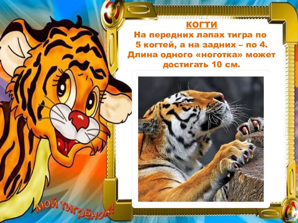 Рожденные в год тигра в 2024. День тигра. С днем рождения тигр. Спасибо за внимание для презентации с тигром. Ученик тигра.