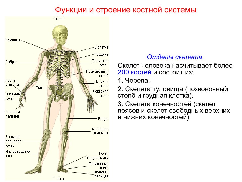 Подготовка к егэ опорно двигательная система презентация