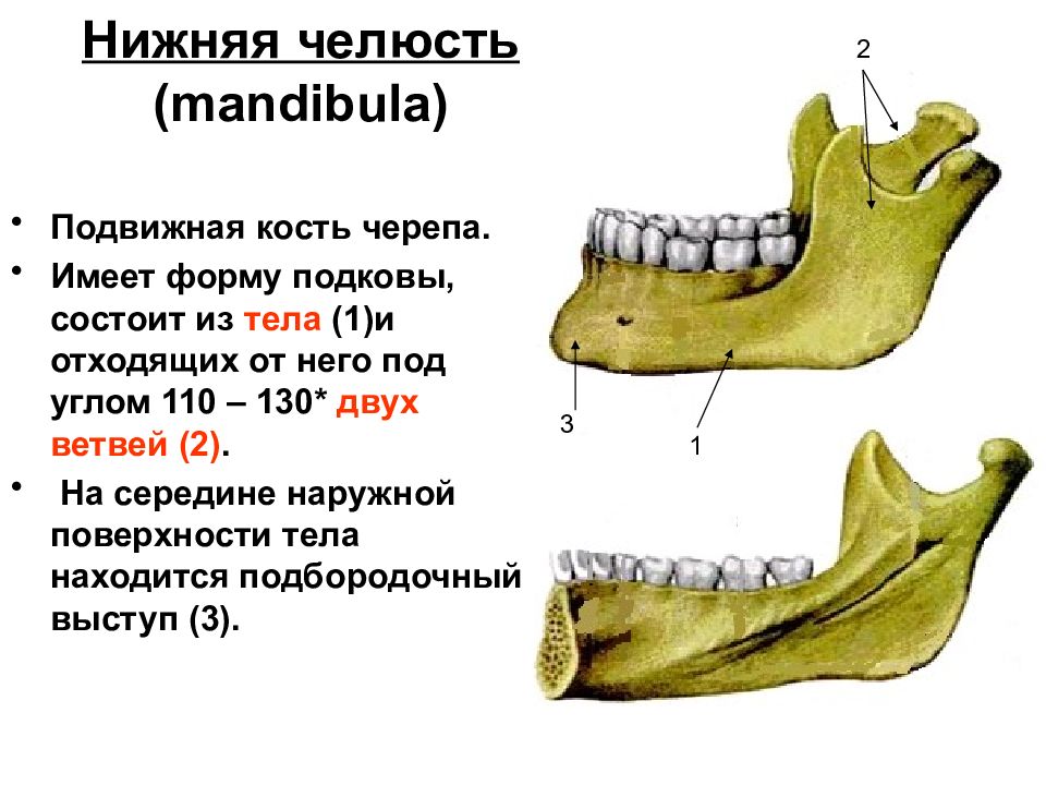 Челюстная кость. Нижняя челюсть кость черепа анатомия. Строение челюсти человека анатомия нижней челюсти. Кости нижней челюсти анатомия. Строение кости нижней челюсти человека.