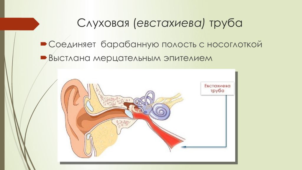 Где трубу. Анатомия уха евстахиева труба. Евстахиева труба анатомия. Евстахиева труба анатомия строение. Евстахиева труба соединяет среднее ухо с.