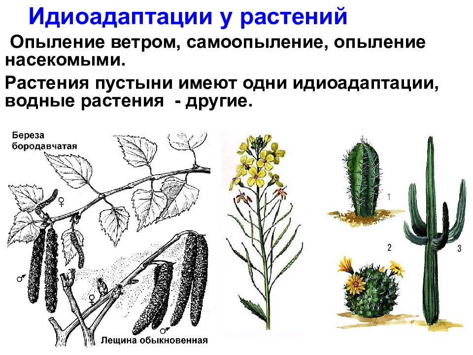 Схема идиоадаптации жуков