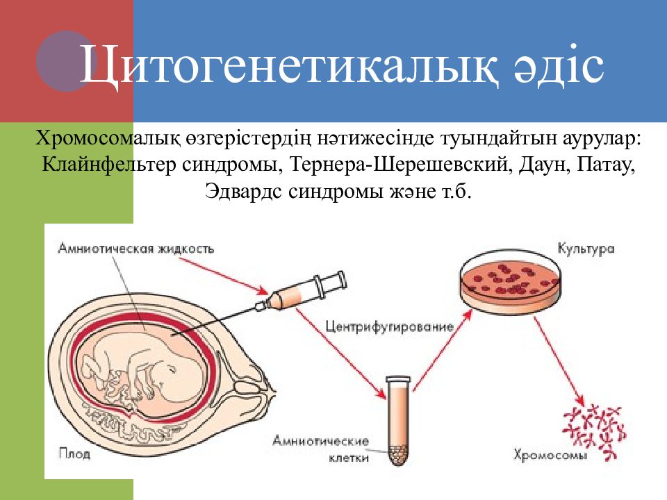 Презентация адам генетикасы