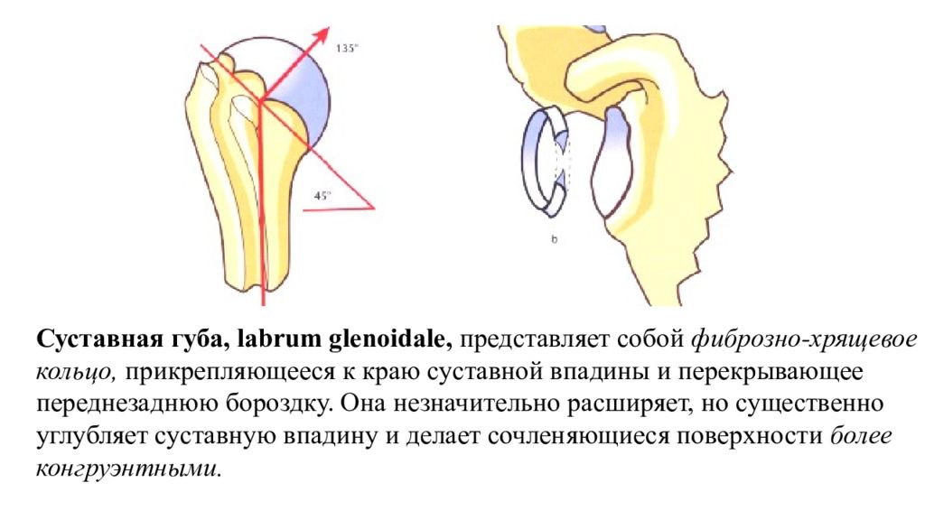 Суставная ямка