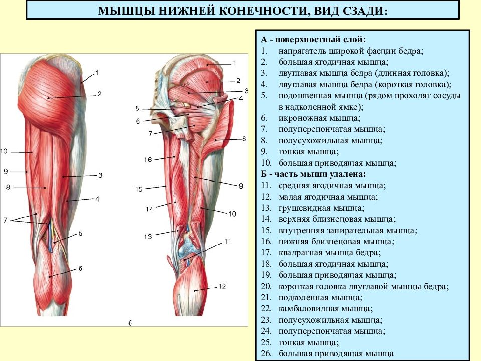 Мышцы таза схема