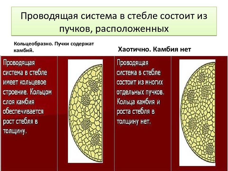 Проводящая система стеблей. Образовательная ткань камбий. Пучковый камбий. Камбий в стебле. Камбий у однодольных.