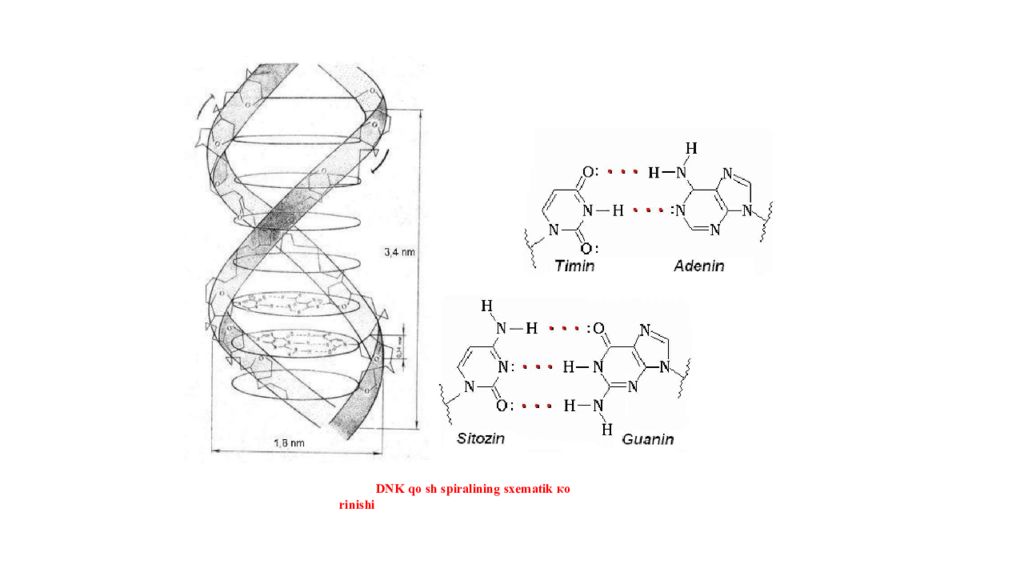 DNK ning tuzilishi va DNK replikatsiyasi DNK ning tuzilishi va DNK replikatsiyasi