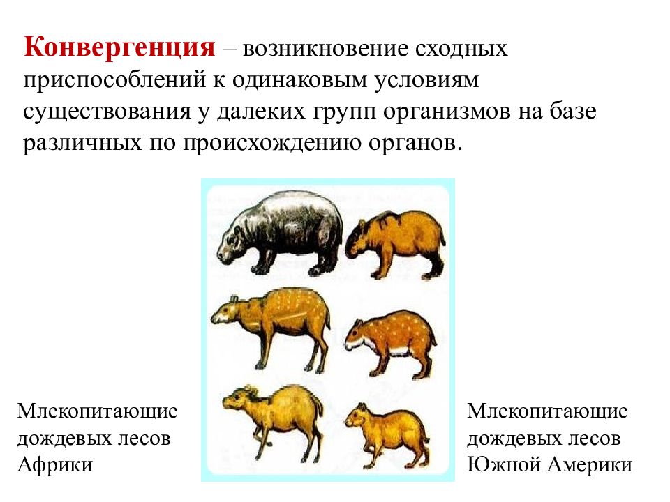 Картины природы кавказа психологический параллелизм. Конвергенция и параллелизм. Параллелизм процессов. Параллелизм биология. Массовый параллелизм.