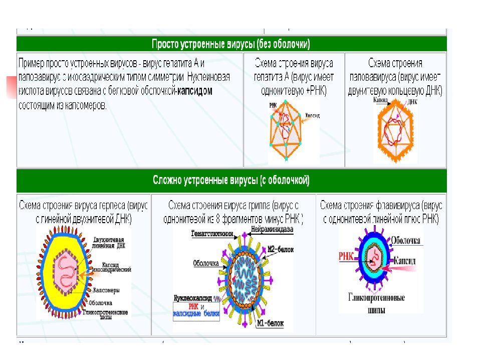 Вирусы сложные и простые схема