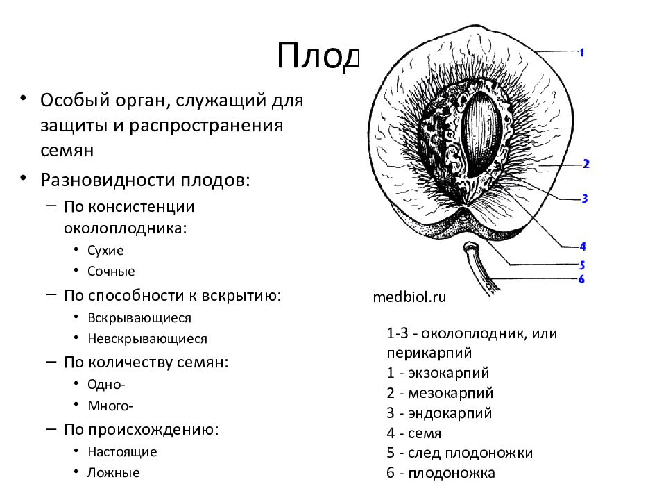 Строение плода