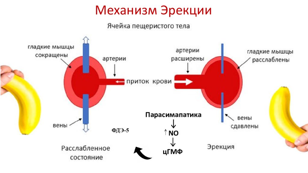 Схема лечения эректильной дисфункции силденафилом