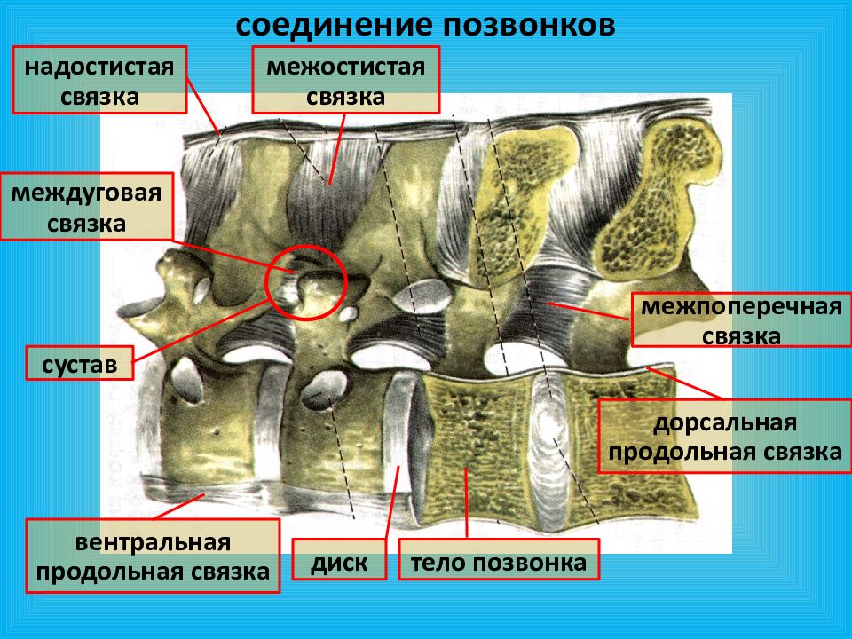 Межостистые и межпоперечные