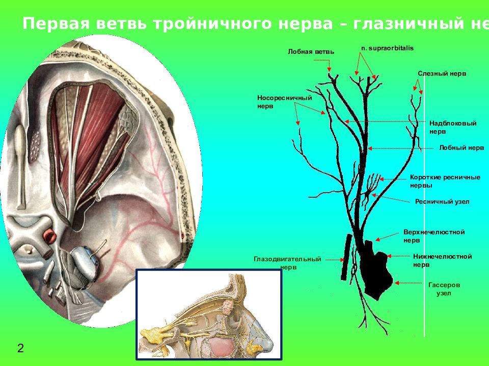 Ветки тройничного нерва